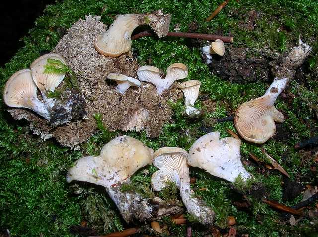 2005 :  Un anno di funghi